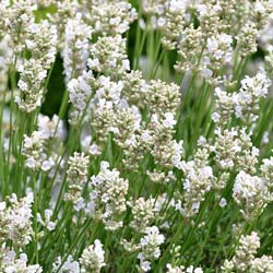 Lavanda Branca